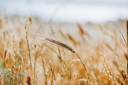 Ears Of Wheat