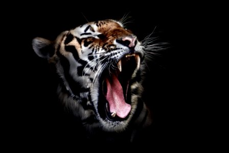 Photo Of A Tiger Roaring photo