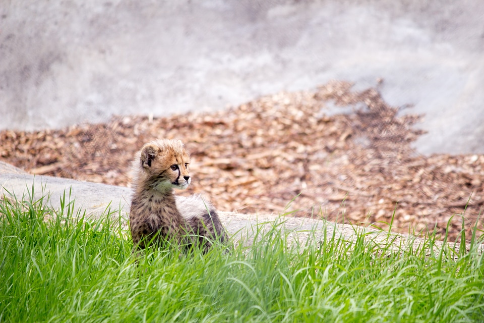 Wildlife animal spots photo