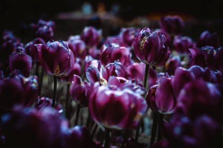 Purple Tulips photo