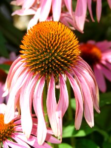 Pink Petaled Yellow Pistil Flower