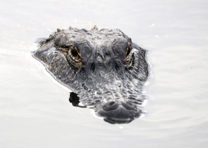 Alligator Head photo