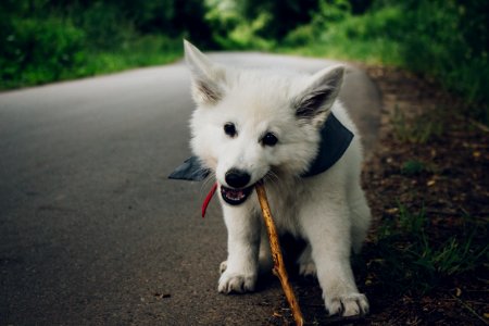 White Small Dog photo