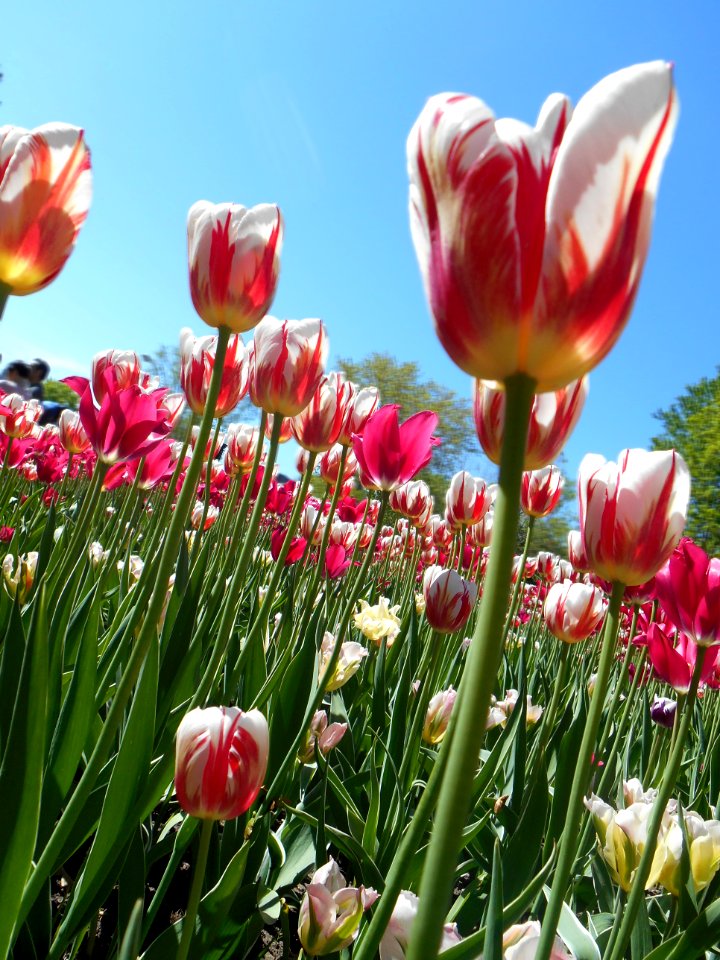 Field Of Tulips