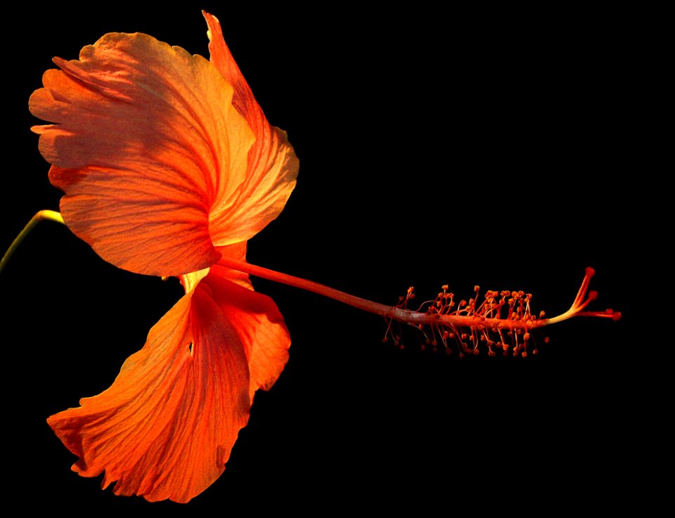 Orange Hibiscus Flower On Black Background