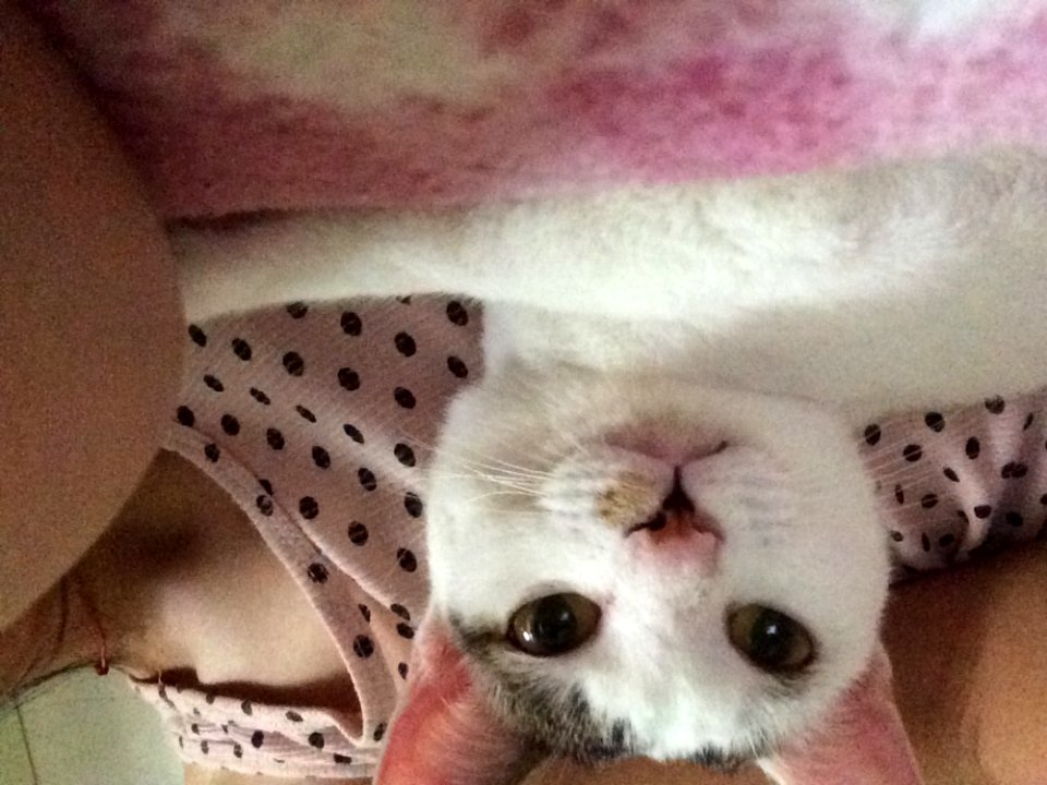 Nose Cat Felidae Carnivore