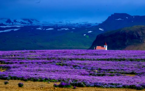 Field Of Violet Flowers