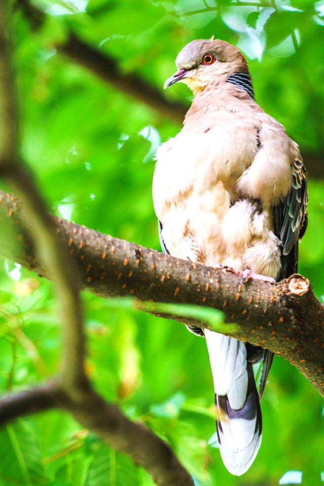 The Pigeon In The Tree