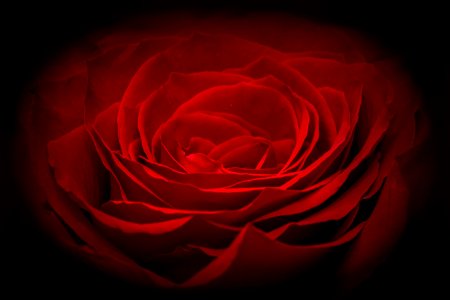 Red Flower