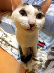Cat Felidae Carnivore Mammal