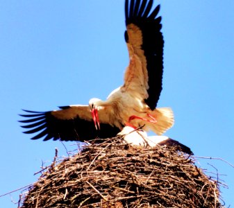 Stork Nest Fly