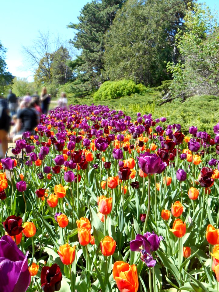 Colorful Tulip Flowers