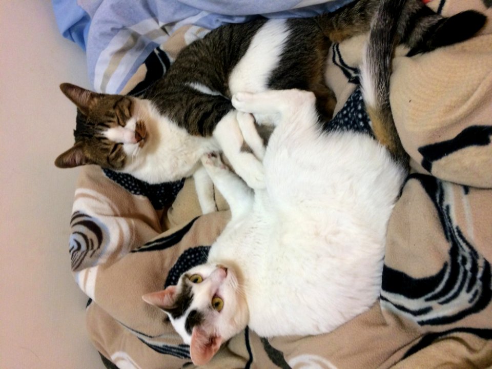 Cat White Vertebrate Felidae