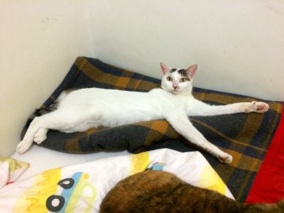 Cat Leg Carnivore Comfort