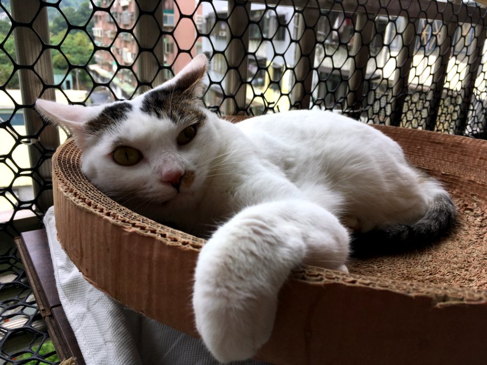 Cat Felidae Carnivore Small To Medium-sized Cats
