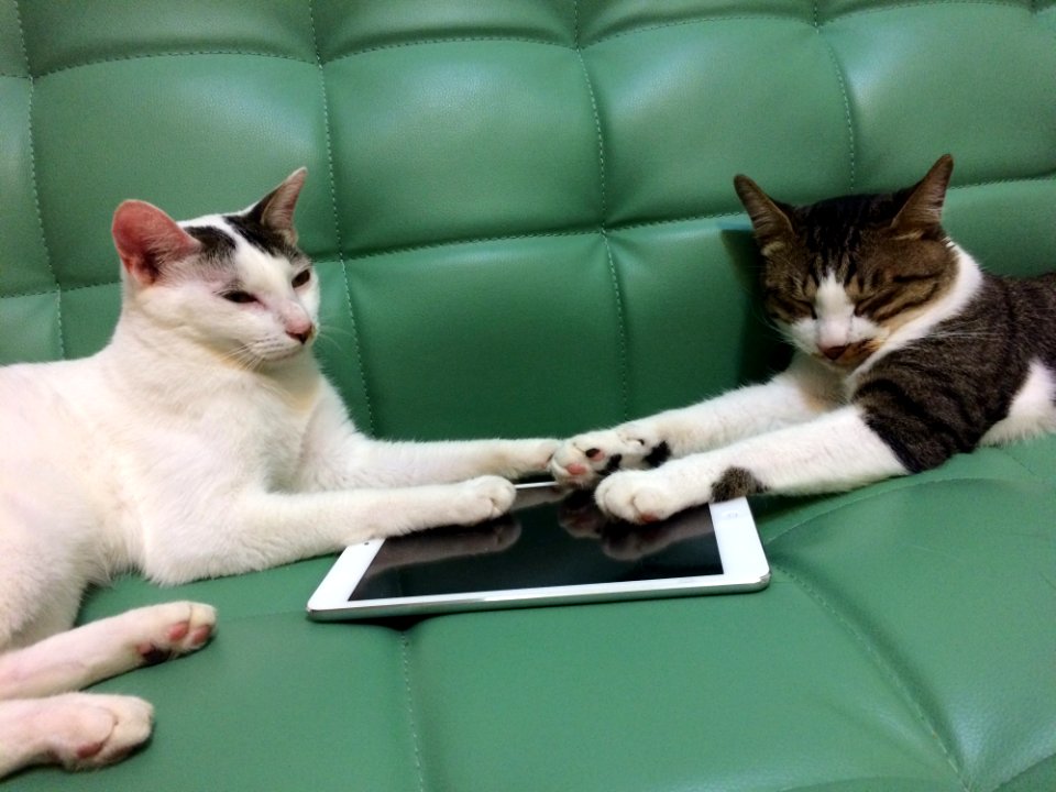 Cat Hand Eye Comfort