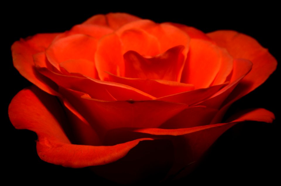 Rose Red Rose Family Orange photo