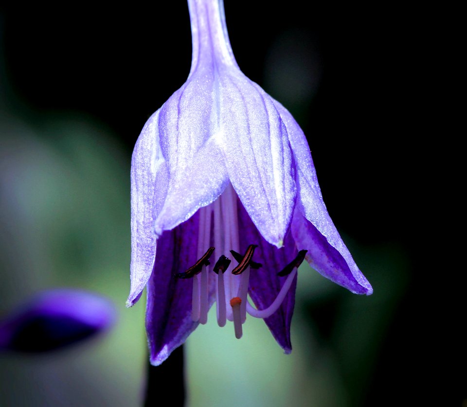 Flower Flora Violet Plant