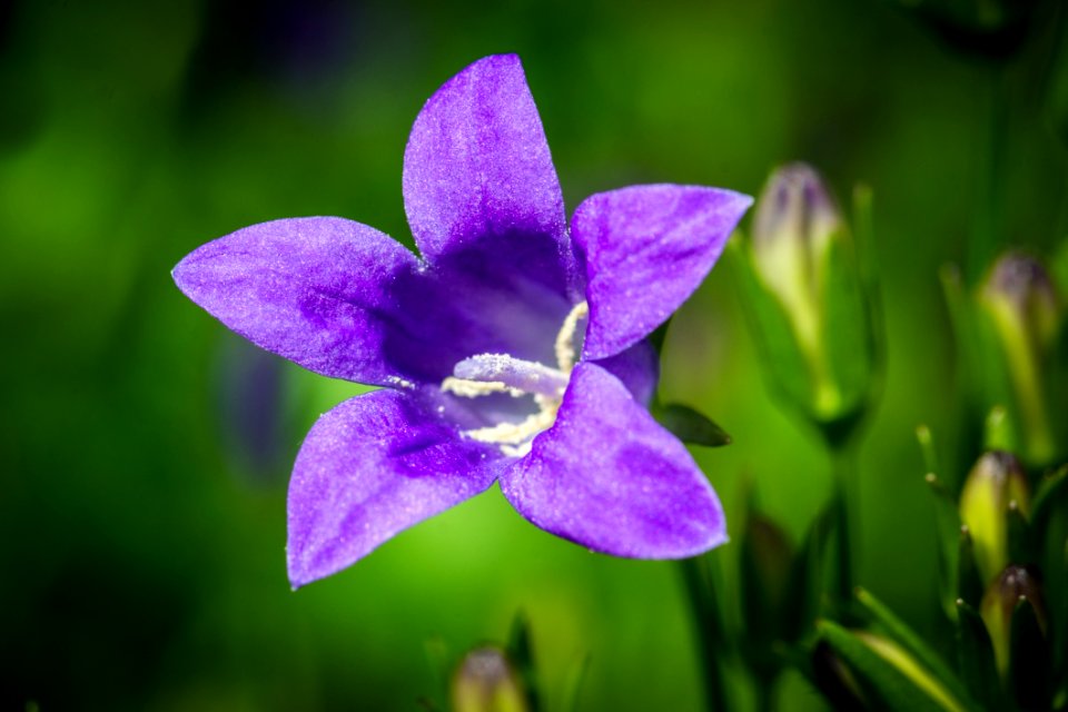 Flower Flora Bellflower Family Wildflower