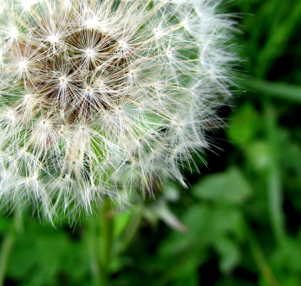Flower Plant Dandelion Flora