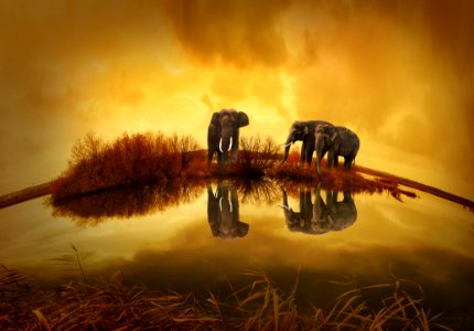 Sky Organism Wildlife Computer Wallpaper