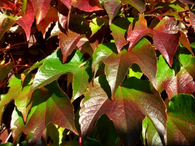 Leaf Plant Flora Autumn