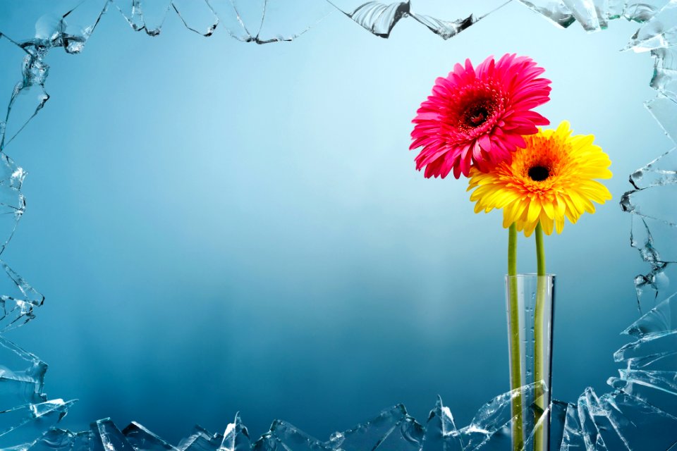 Flower Flowering Plant Yellow Flora