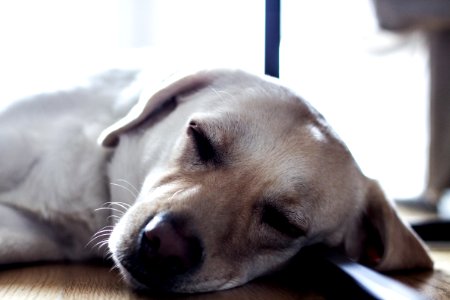 Sleeping Dog photo