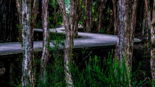 Nature Reserve Ecosystem Tree Forest
