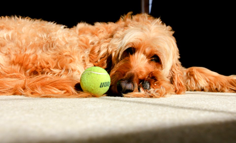 Fluffy Dog photo