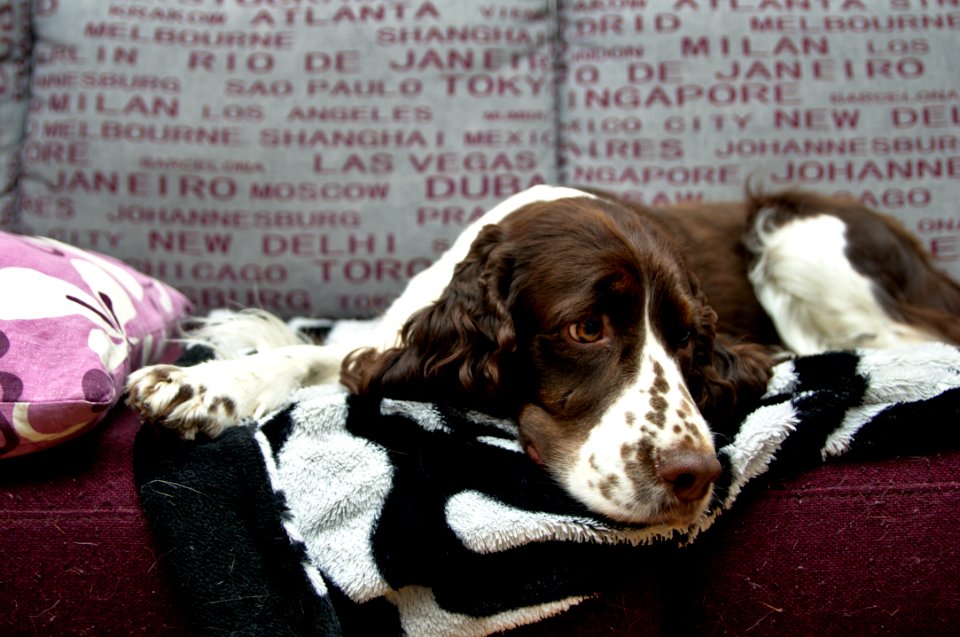 Springer Spaniel Dog