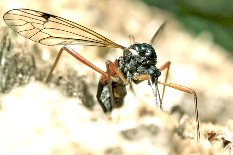 Hungry Insect photo