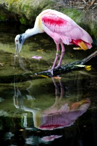 Pink Bird Reflection In Water photo