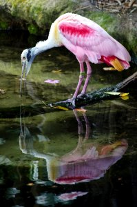 Pink Bird Reflection In Water