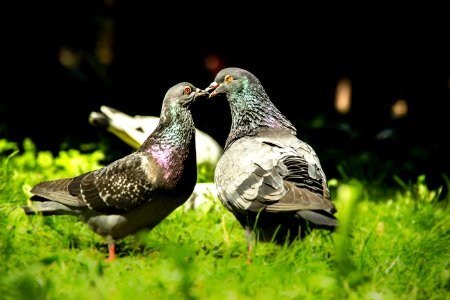 Kiss Pigeons photo