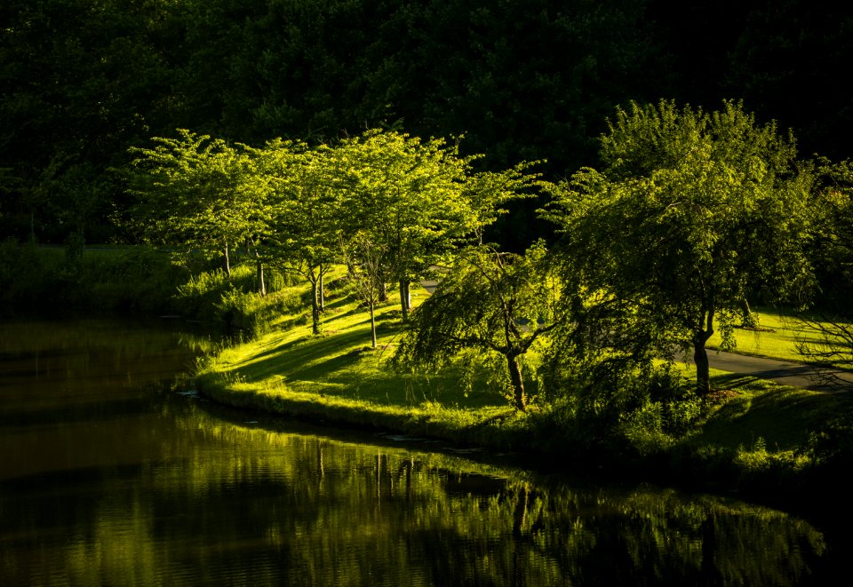 Park In Sunlight