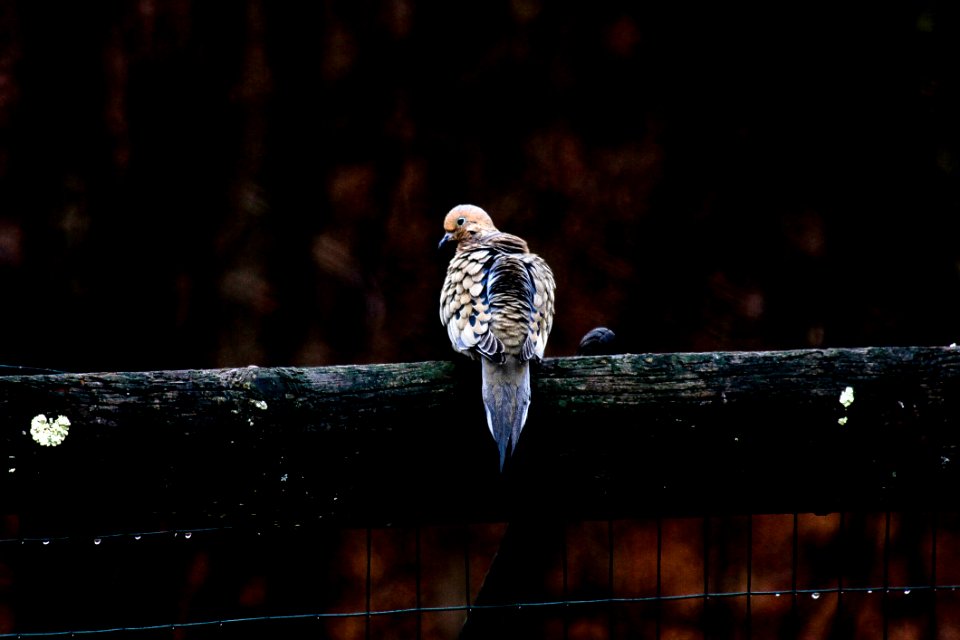 Bird Rain Sitting