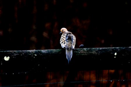 Bird Rain Sitting