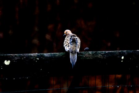 Bird Rain Sitting photo