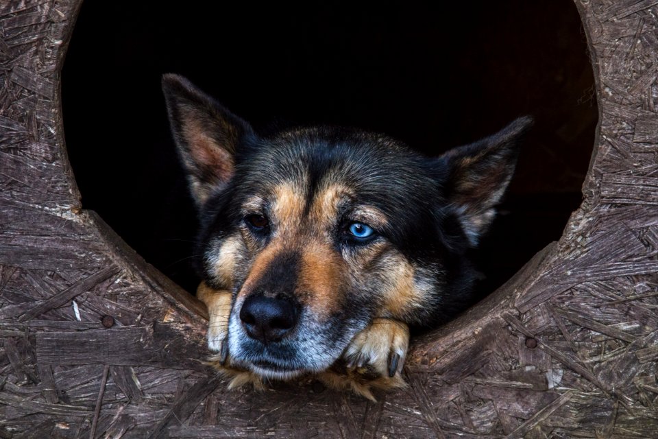 Dog Blue Black Eyes photo