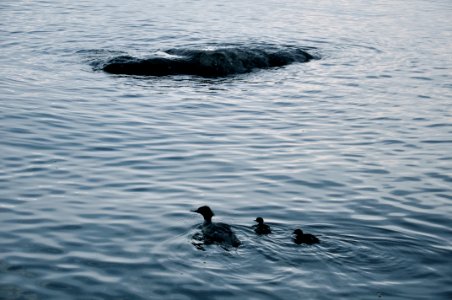 Duck Family photo