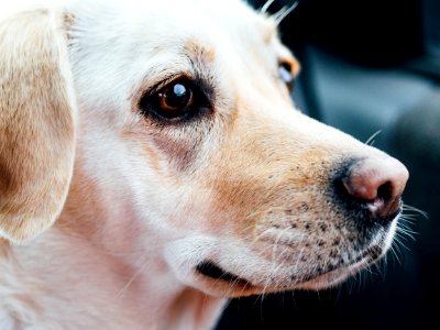 Labrador Dog Nose photo