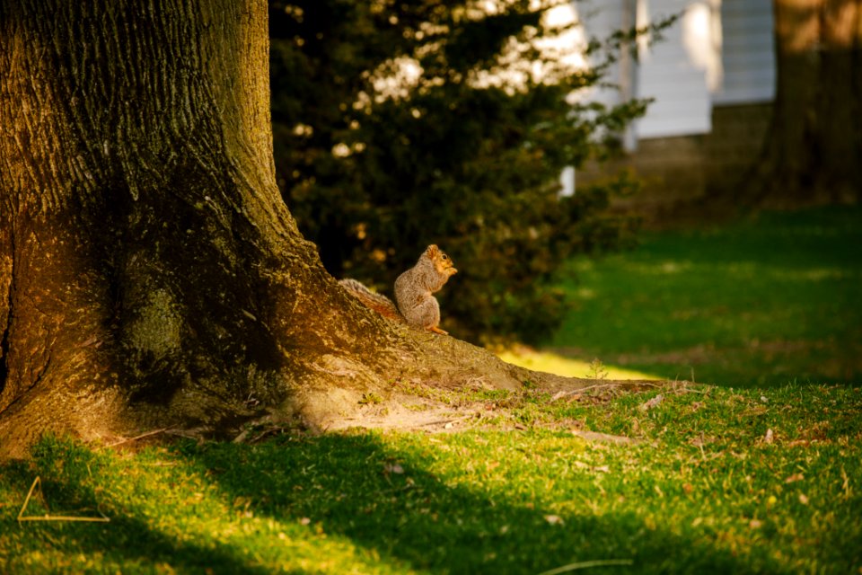 Squirrel By Tree