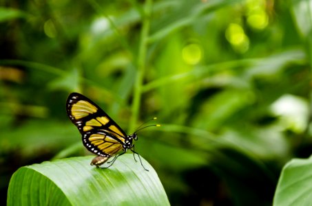 Yellow And Black Butterfly On Top Of Green Leaf