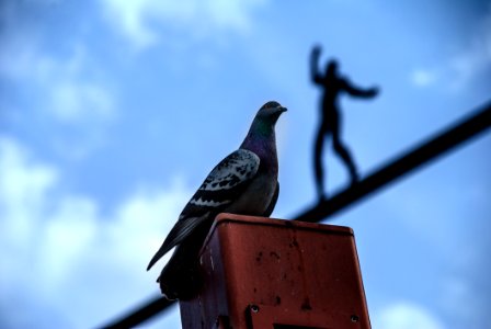 Bird On Top
