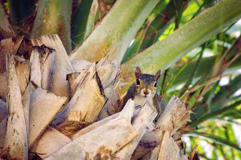 Squirell On Plamtree