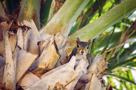 Squirell On Plamtree photo