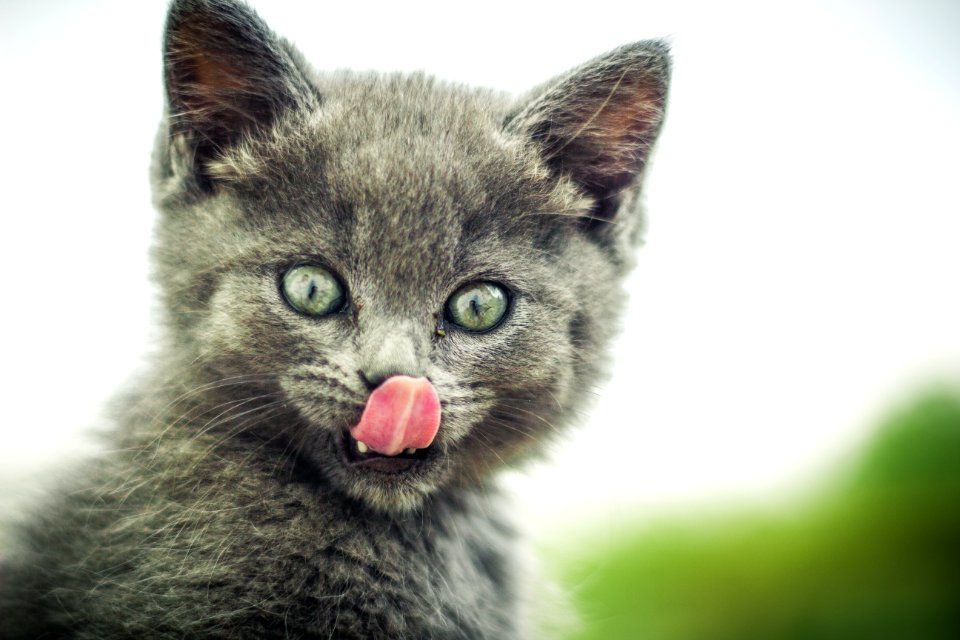 Hungry Kitten Kitty Cat