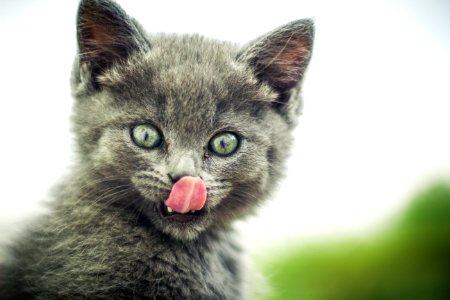Hungry Kitten Kitty Cat photo