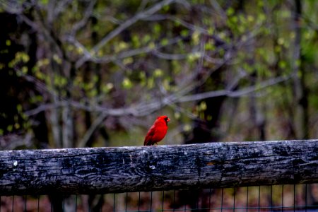 Bird Red Cardinal photo